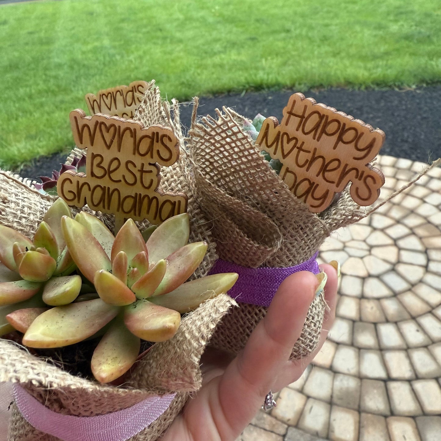 *PRE-ORDER* Mother's Day Succulents- FOR LOCAL PICKUP ONLY