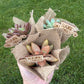 *PRE-ORDER* Nurse Appreciation Week Succulents- FOR LOCAL PICKUP ONLY